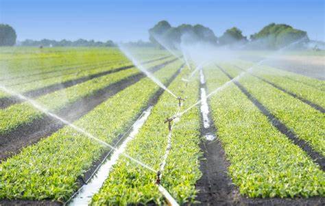 Collecte des eaux de pluie pour l'irrigation.jpg Collecte des eaux de pluie pour l'irrigation.jpg